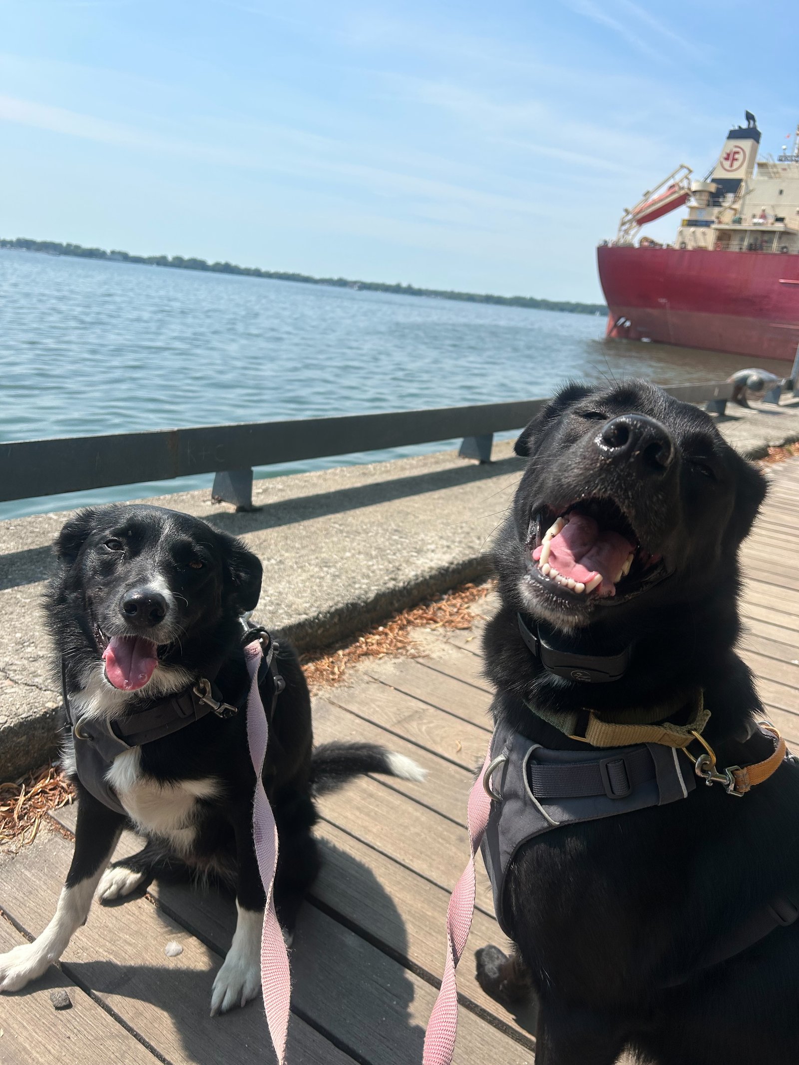 Dog enjoying a neighborhood walk