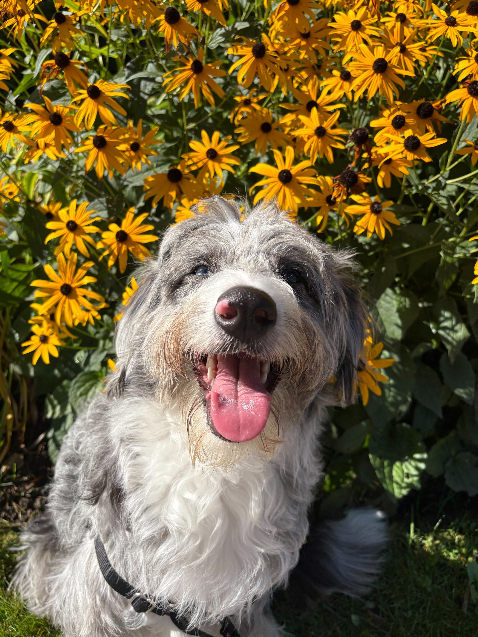 Pup pose with leash and smile