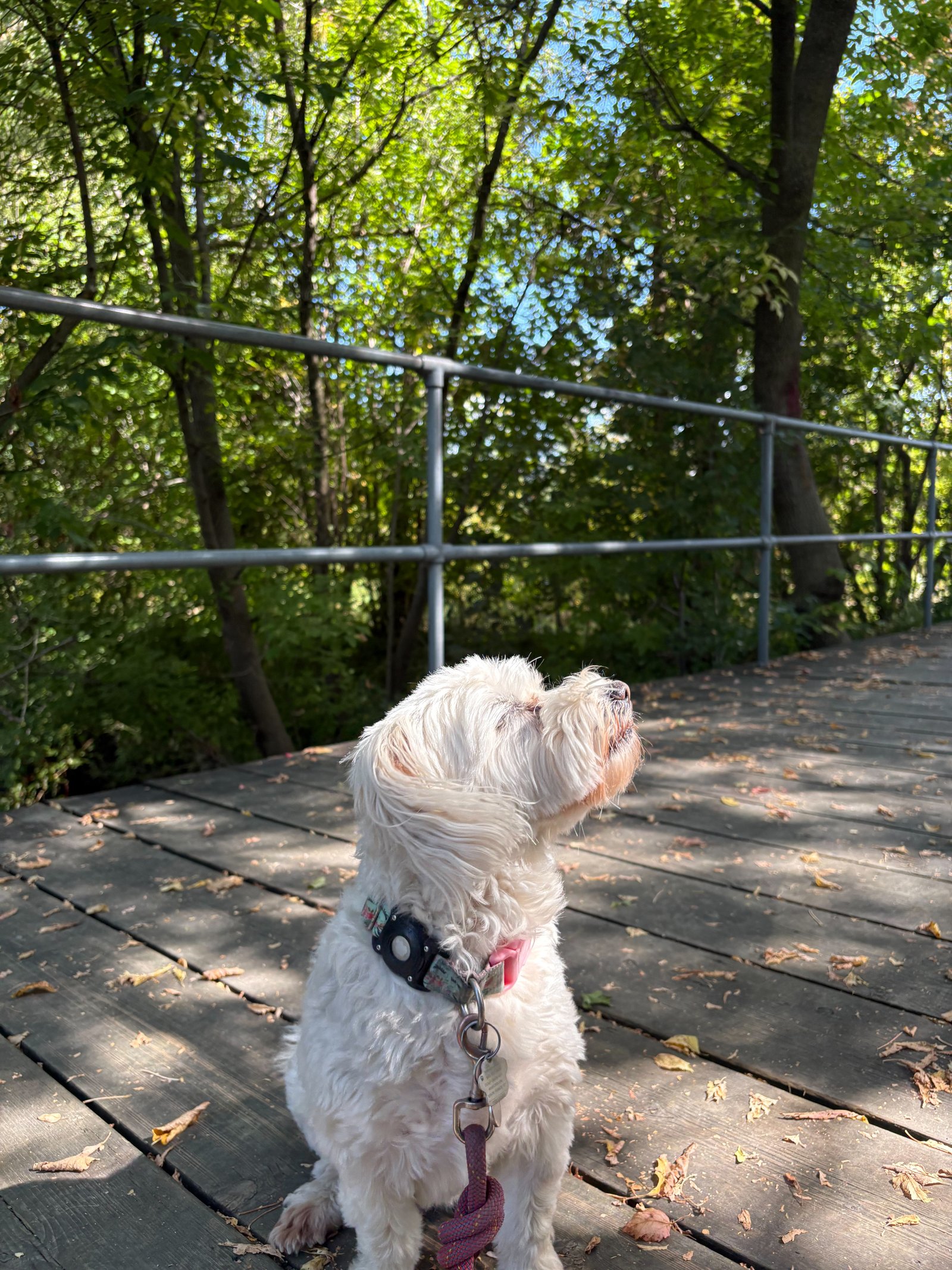Two dogs walking together safely