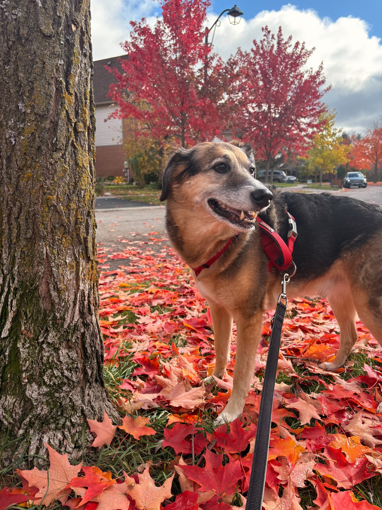 Treat time and enrichment activity