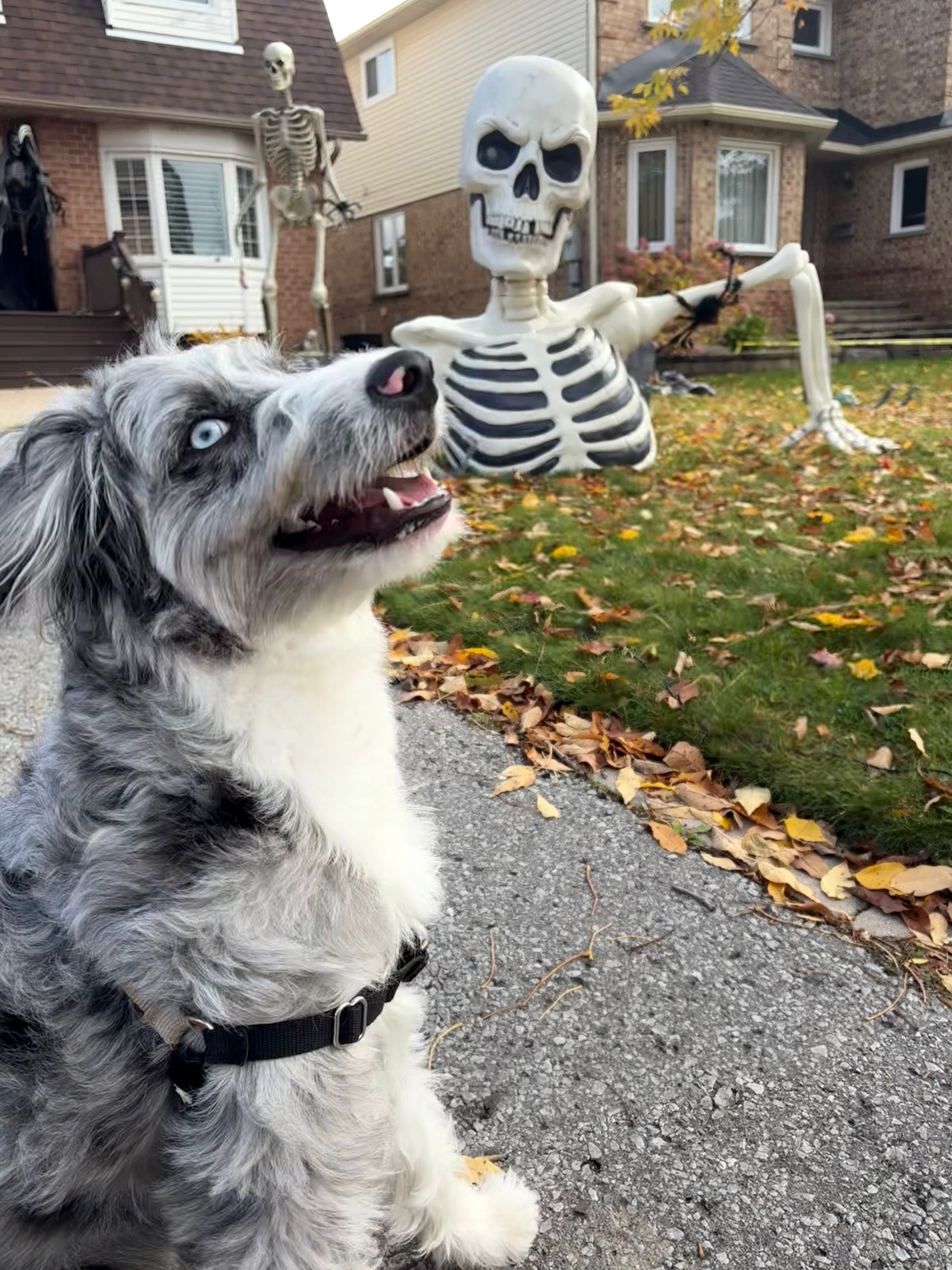 Cozy pet sitting check-in at home