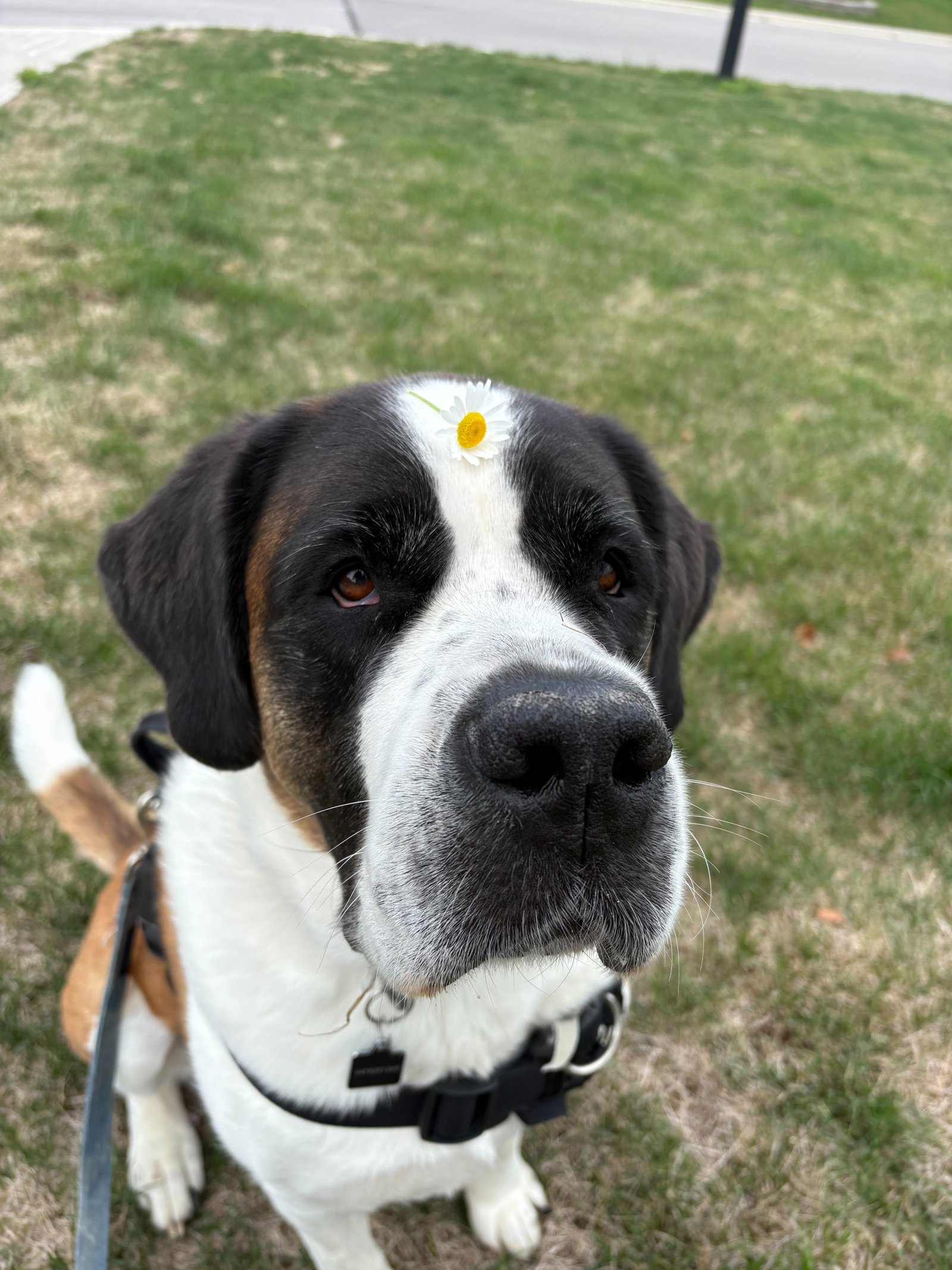 Dog posing during a walk