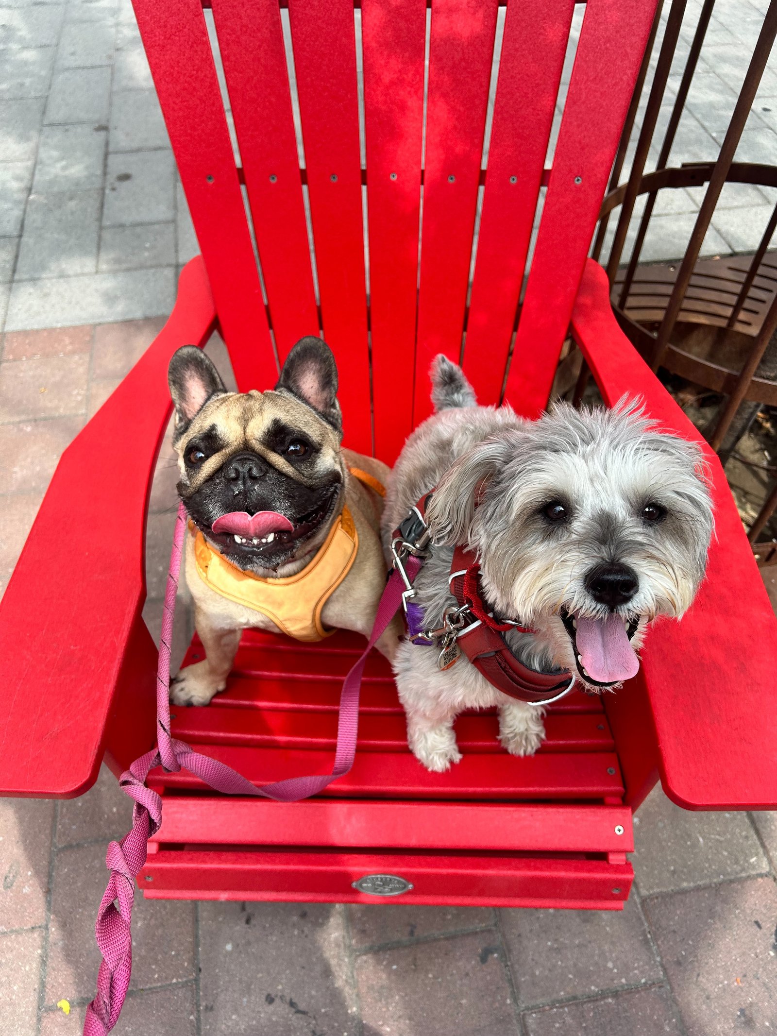 Leashed dog enjoying outdoor time