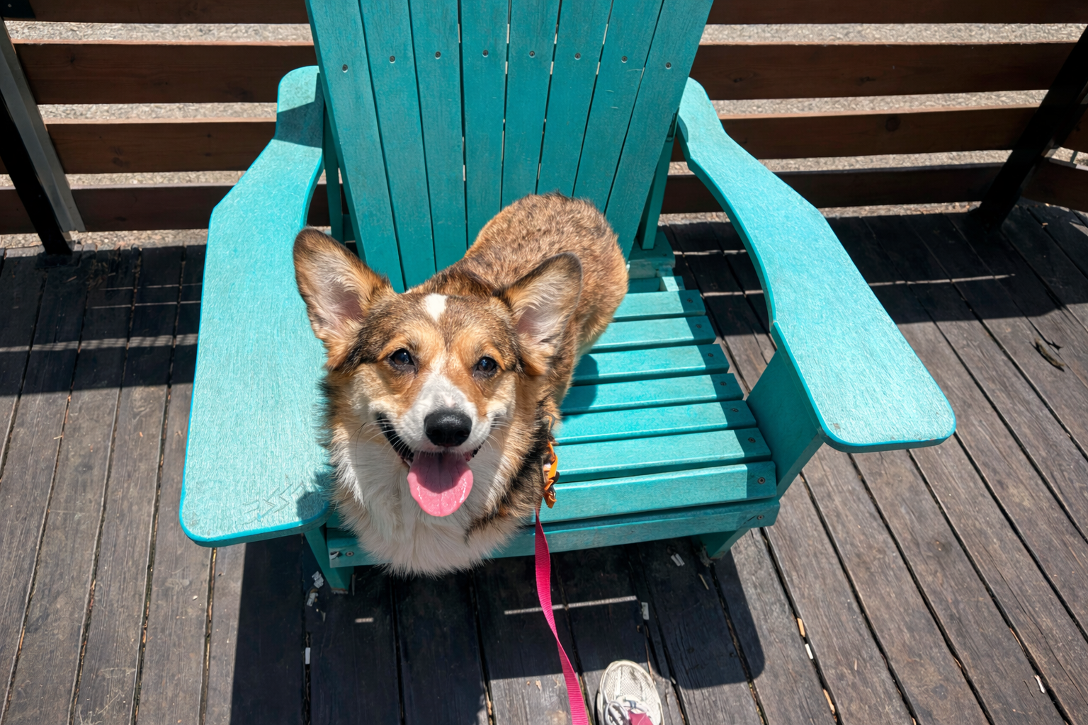 Pet sitter giving a treat