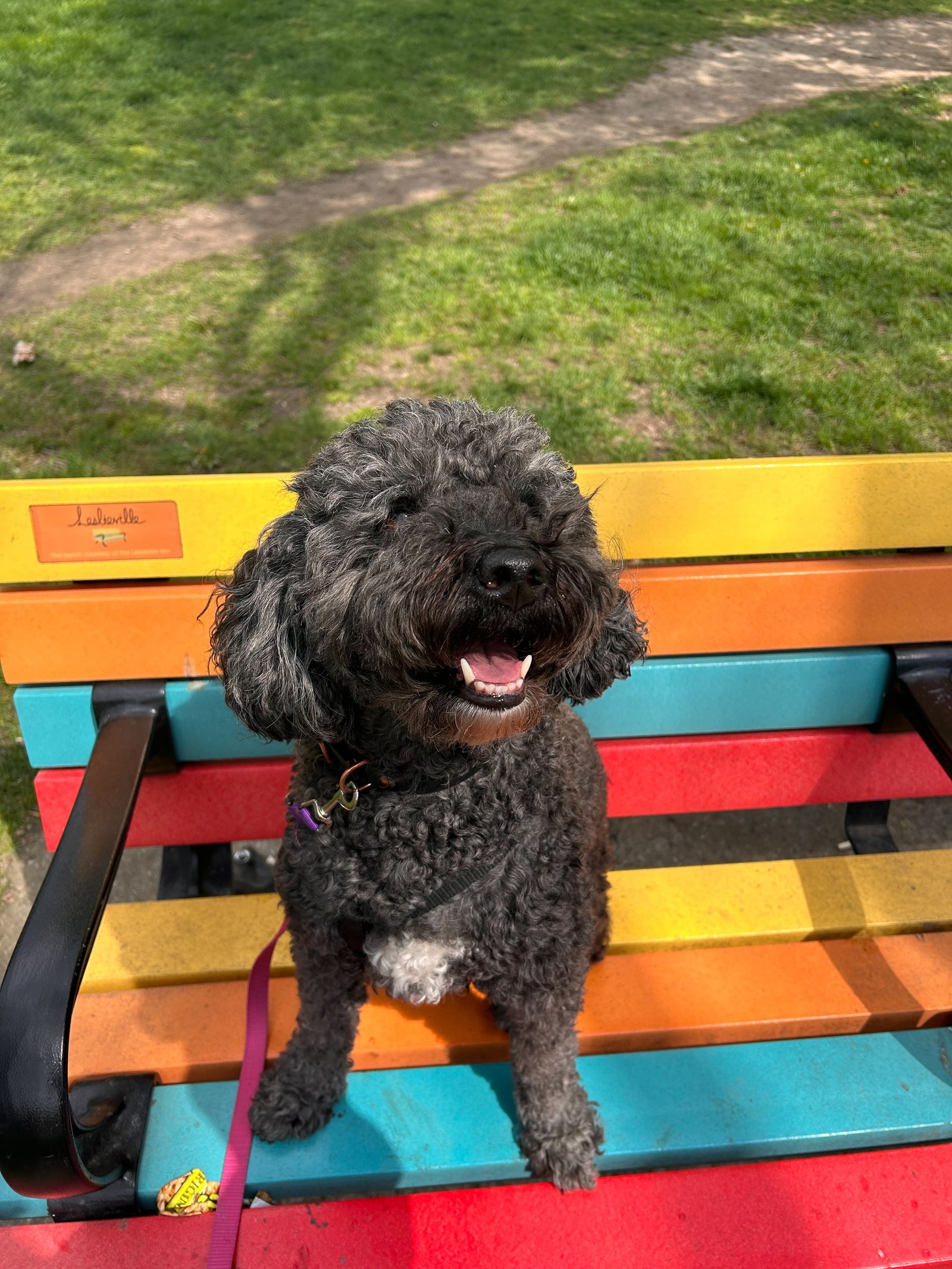 Two dogs walking together