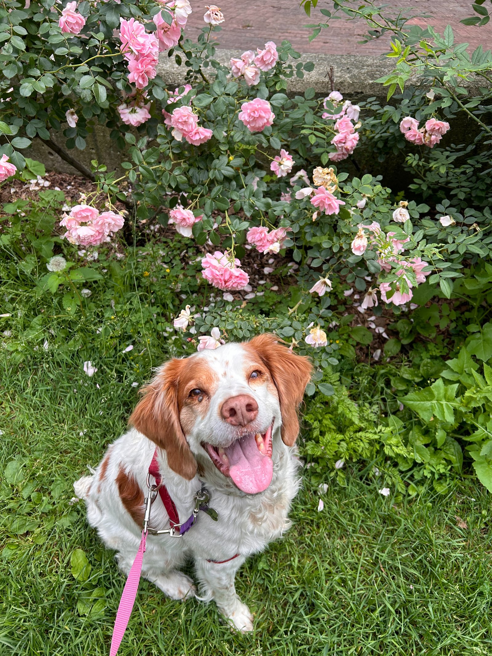 Cozy pet care visit at home